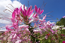 鮮花,花壇,開(kāi)花