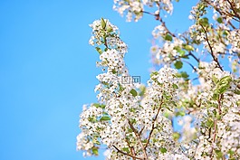 鮮花,開(kāi)花,白