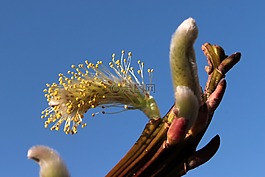 褪色柳,盛開(kāi),春天
