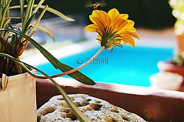花,蜜蜂,花粉