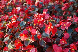 冰秋海棠,鲜花,红色