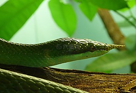 蛇,犀牛 ratsnake,爬行動物