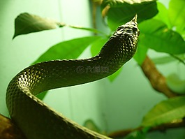 蛇,犀牛 ratsnake,爬行動物