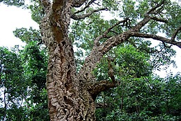 軟木,栓皮櫟,樹