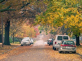 树,自然,汽车