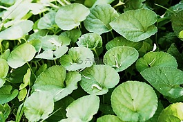 草,草藥,綠色