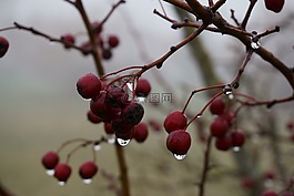 水果,性質(zhì),樹
