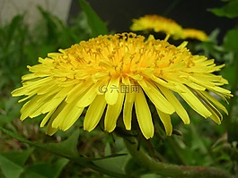 蒲公英,開(kāi)花,盛開(kāi)