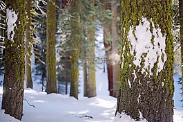 雪,冬天,冷