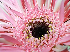 花,粉色,特寫