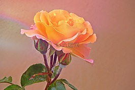 玫瑰,花,開花