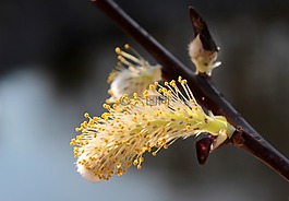 褪色柳,盛開(kāi),春天