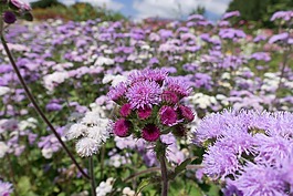 鮮花,花壇,開(kāi)花