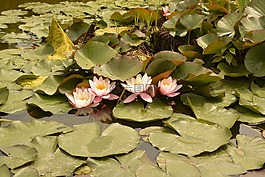 水百合,池塘,水生植物