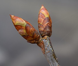 日本栗芽,板栗,芽