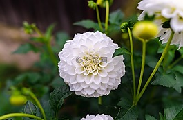 大麗花,花的,花
