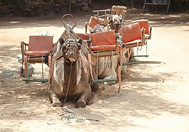 駱駝,野生動物園,沙漠