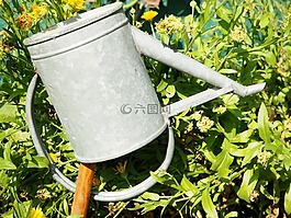 噴壺,花園,萬壽菊