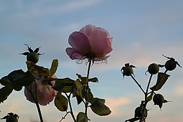 玫瑰,開(kāi)花,粉紅色