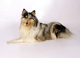 牧羊犬,狗,動物
