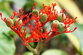 開(kāi)花,雨林,泰國(guó)