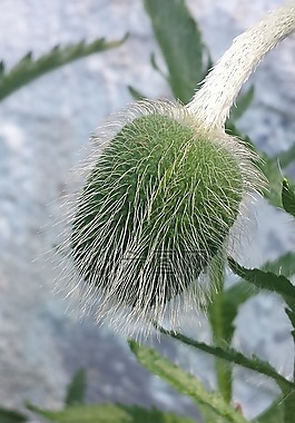 罂粟,夏天,春天