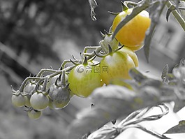 番茄,蕃茄,蔬菜