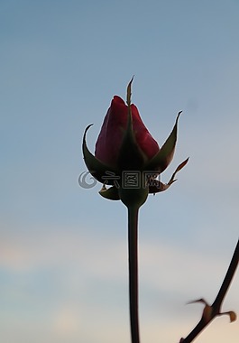 玫瑰,開花,粉紅色