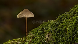 蘑菇,海綿,苔