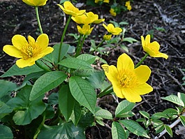 kabbeleka,鮮花,黃色