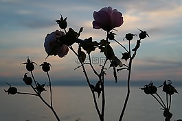 玫瑰,開花,粉紅色
