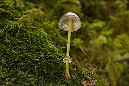 蘑菇,苔,海綿