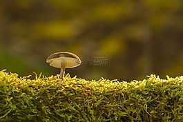 蘑菇,苔,海綿