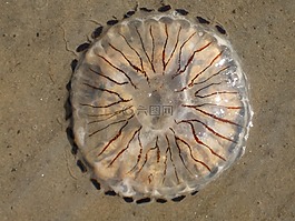水母,沙,海