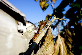蜻蜓,秋,天空