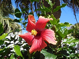 芙蓉,開花,花