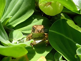 蟾蜍,爬行動物,野生動物