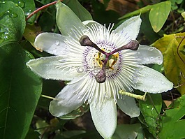 西番蓮,藍冠,履帶板