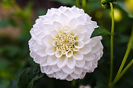 大麗花,花的,花
