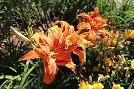 鮮花,橙色,橙花