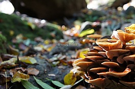 真菌,颜色,秋季