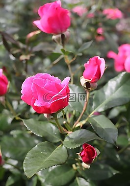 ros,花卉,红色