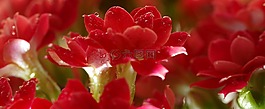 紅色,花,花瓣