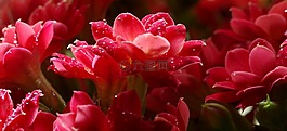 紅色,花,花瓣