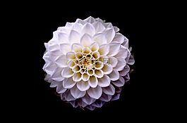 大麗花,花的,花