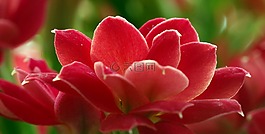 紅色,花,花瓣