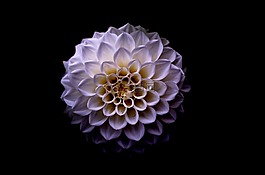大麗花,花的,花