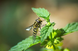 hoverfly,昆虫,brennessel
