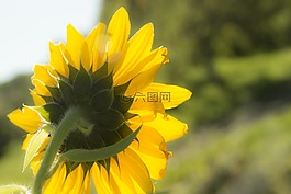 向日葵,性質(zhì),黃色
