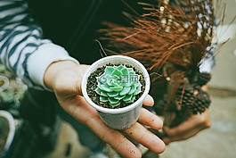 花,綠色,花瓣